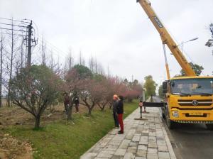  外環(huán)線(xiàn)道路景觀工程二,、三標(biāo)段進(jìn)行補(bǔ)植復(fù)綠工作